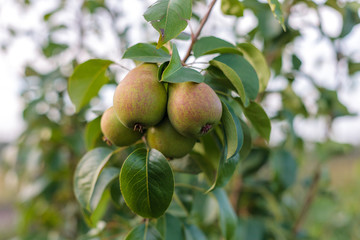 ripening ripe beautiful juicy fruit pears on a branch, pear tree in the garden