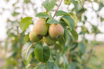 ripening ripe beautiful juicy fruit pears on a branch, pear tree in the garden