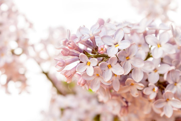 blooming branch of this live lilac close-up