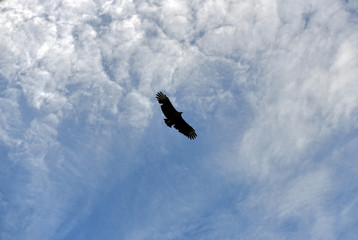 soaring eagle on a background of blue sky and clouds