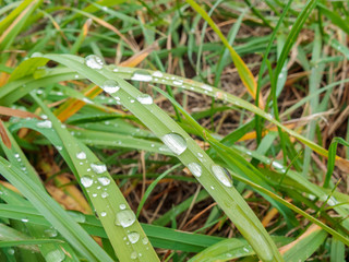 raindrops left on green grass leaves after rain in summer or spring, rainy weather, weather...