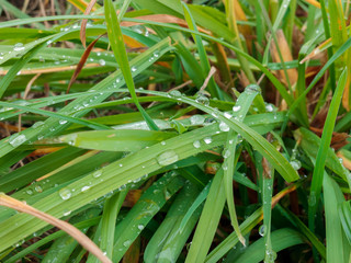 Obraz premium raindrops left on green grass leaves after rain in summer or spring, rainy weather, weather forecast with precipitation and showers, high humidity