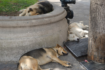 Group of domestic dogs Canis lupus familiaris sleeping.