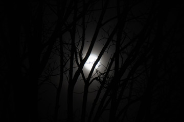 Obraz premium Mond scheint durch Äste bei Nacht