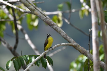 green bird sits on a branch in vivo