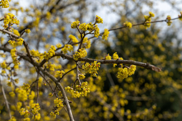 Kornelkirsche in voller Blüte