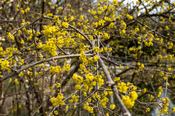 Kornelkirsche in voller Blüte