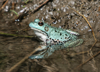 Rare blue frog found along a river in Ontario.