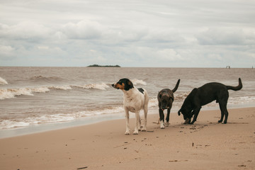 dogs on the beach