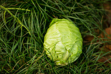 fresh, young white cabbage, lying in nature, on a green background