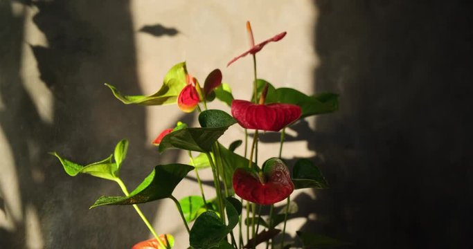 Indoor plants care. Woman's hand spraying flowering houseplant from sprayer bottle. Water drops on red flowers and green leaves, rainbow. Anthurium potted plant in living room at sunset.
