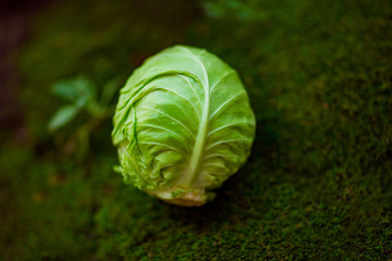 fresh, young white cabbage, lying in nature, on a green background