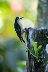 Black-cheeked woodpecker climb on tree in Costa Rica with beautiful green background.