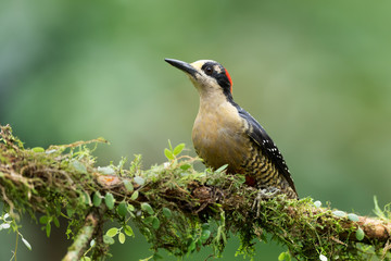 Black-cheeked woodpecker perched on the branch with moss.