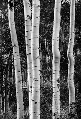 Black and white aspen trees in the Utah mountains, forest landscape scene