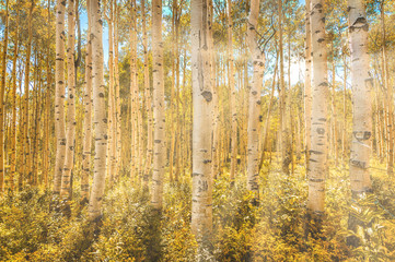 Sunshine throught the Aspen Trees and fall colors in the forest