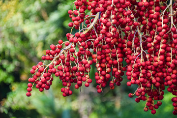 red berries on a branch