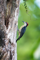 Black-cheeked woodpecker climb on tree in Costa Rica with beautiful green background.