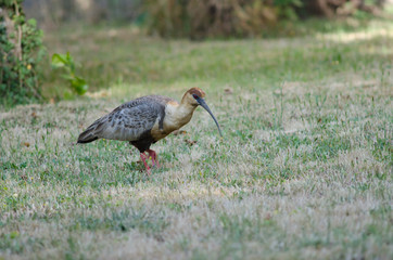 Black-faced ibis Theristicus melanopis in a meadow.