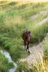 Naklejka premium Dark horse walking beside a creek in a field