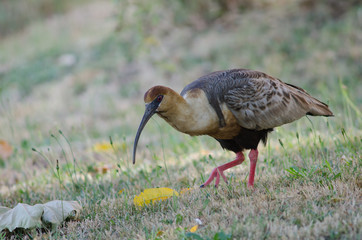 Black-faced ibis Theristicus melanopis in a meadow.