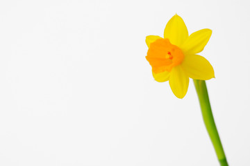 isolated yellow daffodil flower