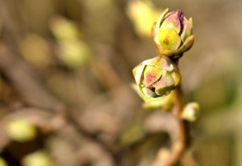 blossoming of leaves on a tree branch in early spring