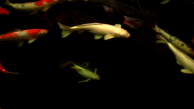 Koi fish or Amur carp fish slow motion swimming in pond. It more specifically nishikigoi and colored varieties of carp in outdoor pond or garden and waterfall. It golden red orange and yellow of body 