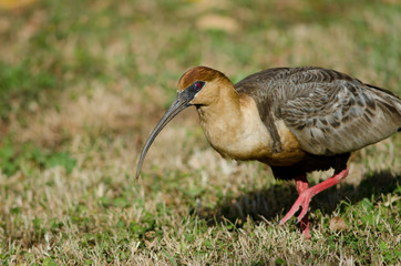 Black-faced ibis Theristicus melanopis in a meadow.