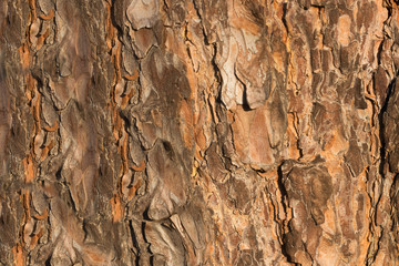 Structure of bark