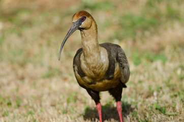 Black-faced ibis Theristicus melanopis in a meadow.