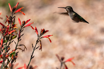 Anna's Hummingbird feeding from a orange flower