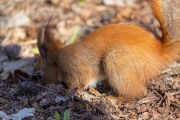 Red squirrel in the park hides a nut