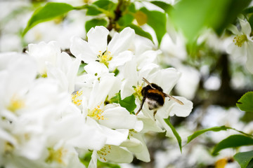 bee on flower