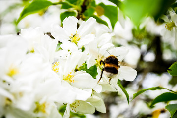 bee on flower