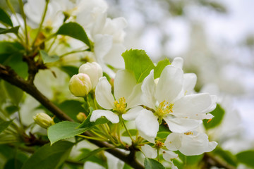 Naklejka na ściany i meble blooming apple tree in spring