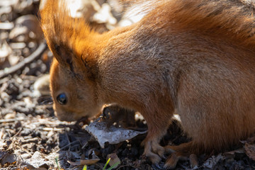 Red squirrel in the park.