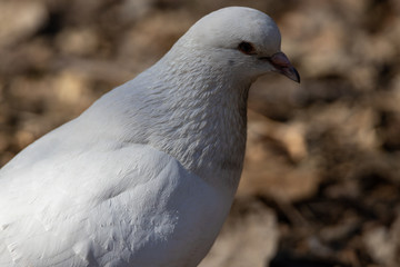Portrait of a white dove