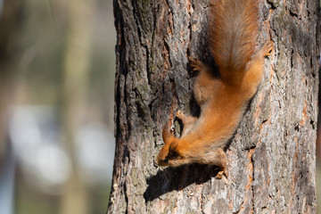 Red squirrel in the park goes down a tree