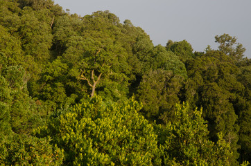 Fototapeta premium Forest in the Cerro Nielol Natural Monument.