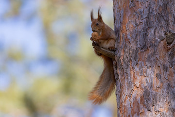 Red squirrel in the park eating a nut, sitting on a knot of pine.