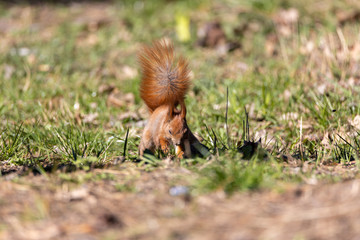Red squirrel in the park on the grass.