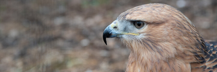 Buzzard buteo close up portrait raptor bird