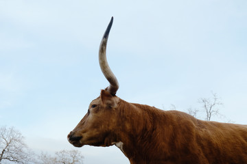 Texas Longhorn cow portrait isolated on sky background.