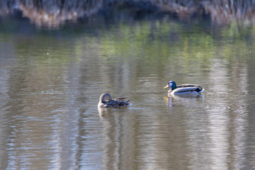 Male and female ducks on a pond in a park.