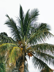 Fototapeta na wymiar Palm tree with coconuts, a bottom view, Thailand