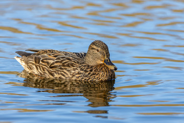 Female duck on a pond in a park.