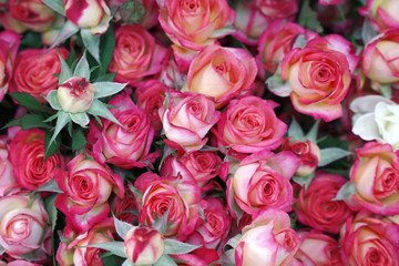 bouquet of pink roses. background, pattern, texture