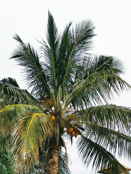 Palm tree with coconuts, a bottom view, Thailand