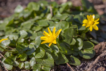 Yellow flower lesser celandine with green leaves.